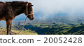 Closeup Donkey standing sideways on mountain 20052428