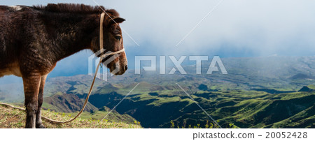 Closeup Donkey standing sideways on mountain Closeup Donkey standing sideways on mountain 20052428