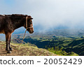 Closeup Donkey standing sideways on mountain  20052429
