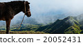 Closeup Donkey standing sideways on mountain  20052431