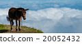 Closeup Donkey standing sideways on mountain 20052432