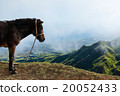 Closeup Donkey standing sideways on mountain  20052433
