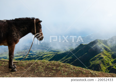 Closeup Donkey standing sideways on mountain Closeup Donkey standing sideways on mountain 20052433