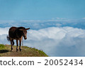 Closeup Donkey standing sideways on mountain  20052434