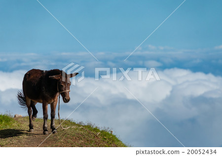 Closeup Donkey standing sideways on mountain Closeup Donkey standing sideways on mountain 20052434