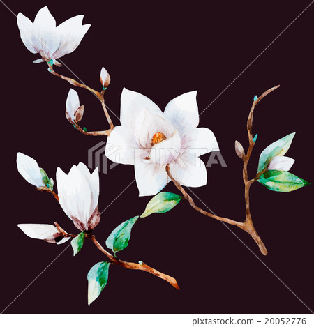 Watercolor vector magnolia flowers Watercolor vector magnolia flowers 20052776