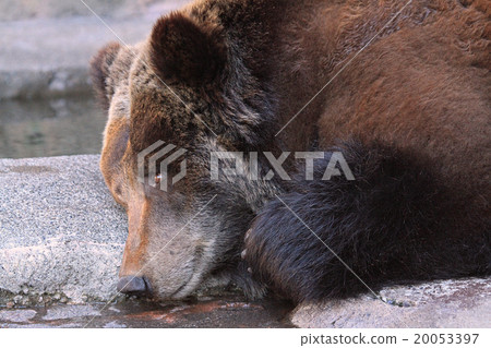 Ezo bears 20053397