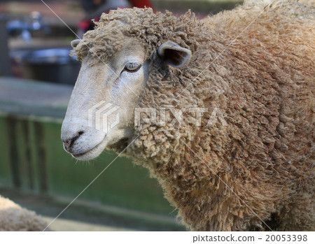 A sheep 20053398