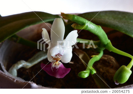 Phalaenopsis orchid species / Violacea Phalaenopsis orchid species / Violacea 20054275