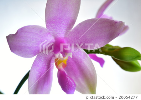 Phalaenopsis orchid species Phalaenopsis orchid species 20054277