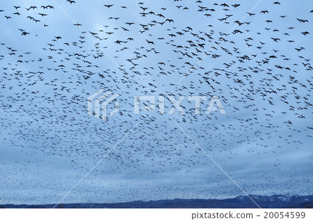 Magan of Miyajima swamp 20054599