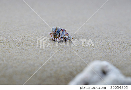 西表島Tsukigahama的寄居蟹 20054805