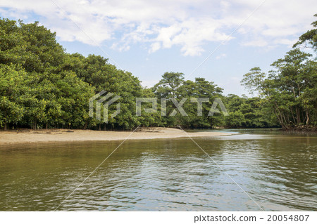 Mangrove forest along the Iriomote Hinay River 20054807