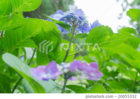 Hydrangea of Miyu Muroto Temple in Kyoto 20055332