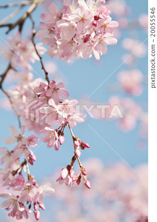 Beautiful scarlet deep brown cherry blossoms and blue sky 20055546