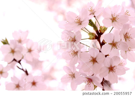Cherry Blossoms	 20055957