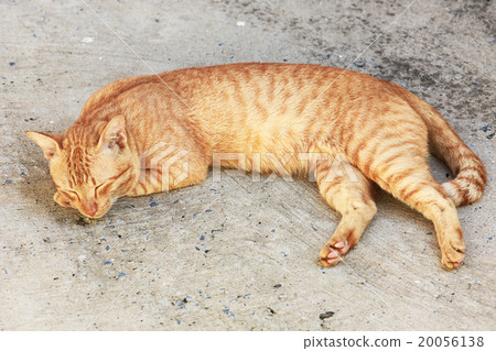 Cat sleeping crouch on the floor. 20056138
