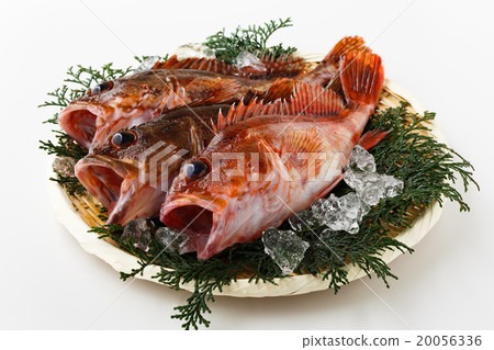 Arakabu Arakabu 20056336