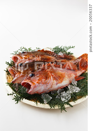 Arakabu Arakabu 20056337