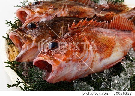 Arakabu Arakabu 20056338