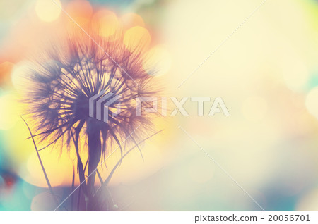 Dandelion 20056701