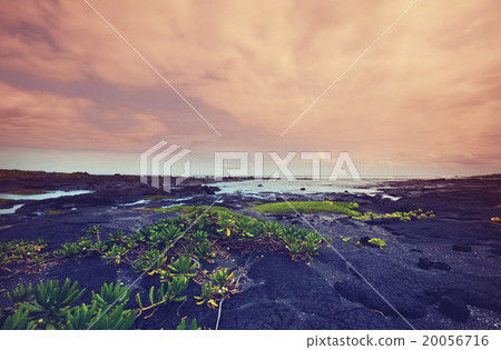 Hawaiian coast 20056716