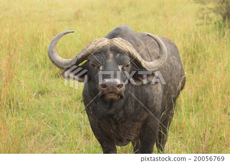 African buffalo in Kenya - African Buffalo 20056769