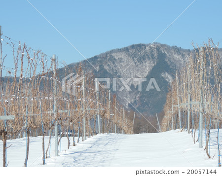 Winter wine vineyard Winter wine vineyard 20057144