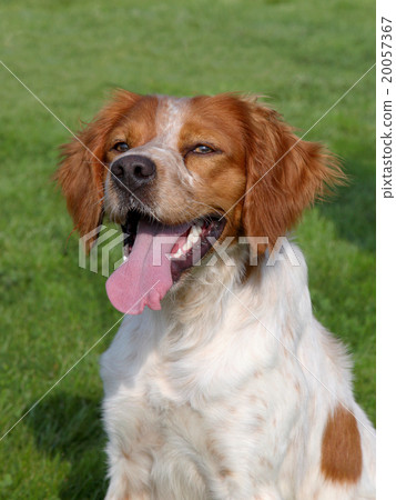 Brittany Spaniel dog in the spring garden Brittany Spaniel dog in the spring garden 20057367