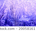Icy frosty ornate pattern of thin ice on the 20058161