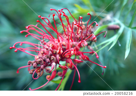 Grevirea Alpina 20058216