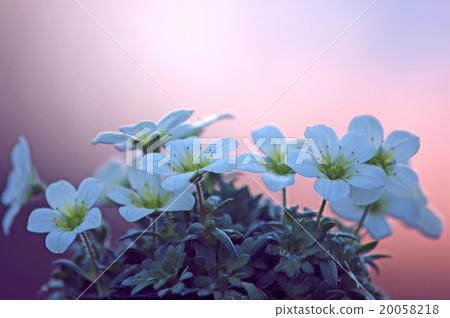 Spider musk Spider musk 20058218