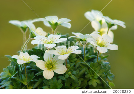 Spider musk Spider musk 20058220