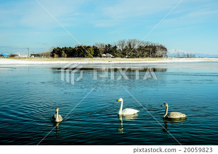 白鳥湖(網走市) 白鳥湖(網走市) 20059823