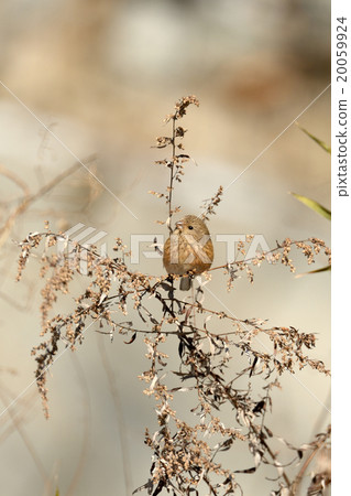 長尾雀 長尾雀 20059924