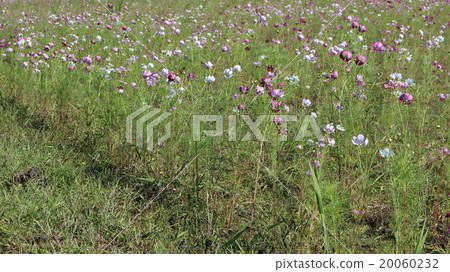 波斯菊花 20060232