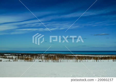 Okhotsk Sea windbreak forest in winter (Shari-cho) Okhotsk Sea windbreak forest in winter (Shari-cho) 20060237