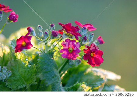 Primula Maracoides 20060250