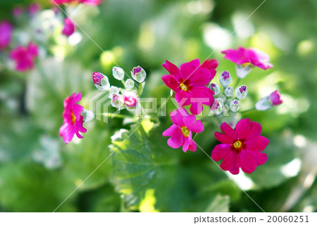 Primula Maracoides 20060251