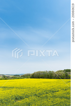 Rapeseed field 20060619