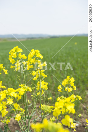 Rape blossoms 20060620