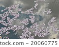 漂浮的櫻花樹 20060775