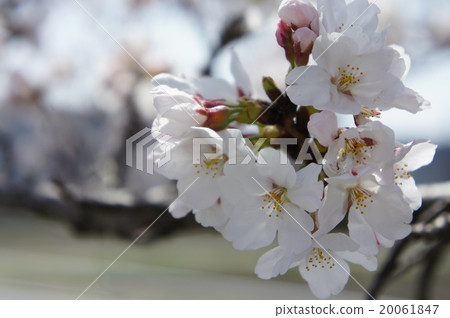 Cherry Blossoms	 20061847