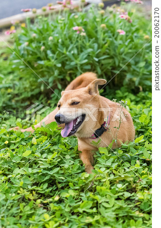 happy thai brown three legs dog happy thai brown three legs dog 20062170