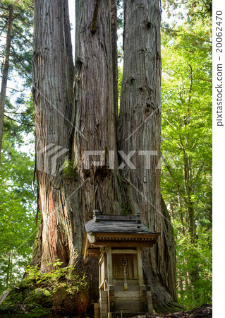 秋田雪松天然寶藏 20062470