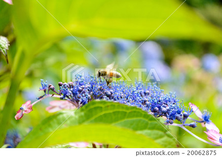 Hydrangea and honeybee 20062875