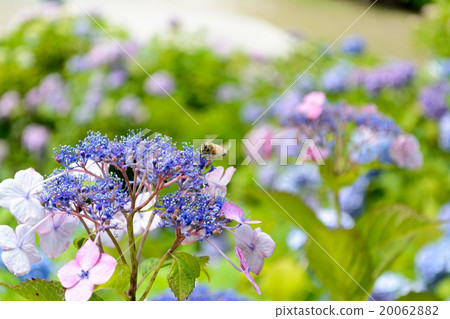 Hydrangea and honeybee Hydrangea and honeybee 20062882