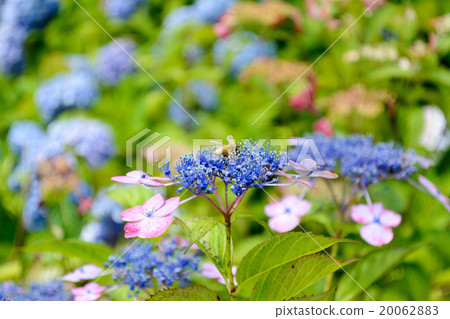 繡球花和蜜蜂 20062883