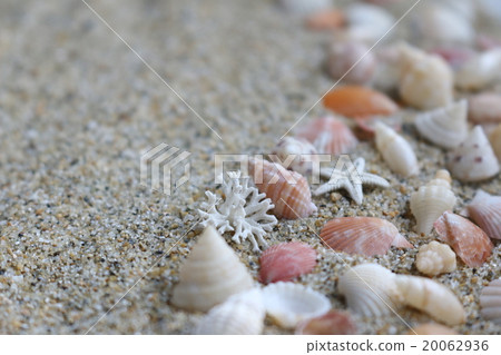 Seashell of a sandy beach 20062936