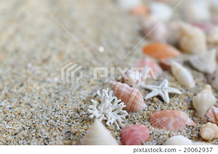 Seashell of a sandy beach 20062937